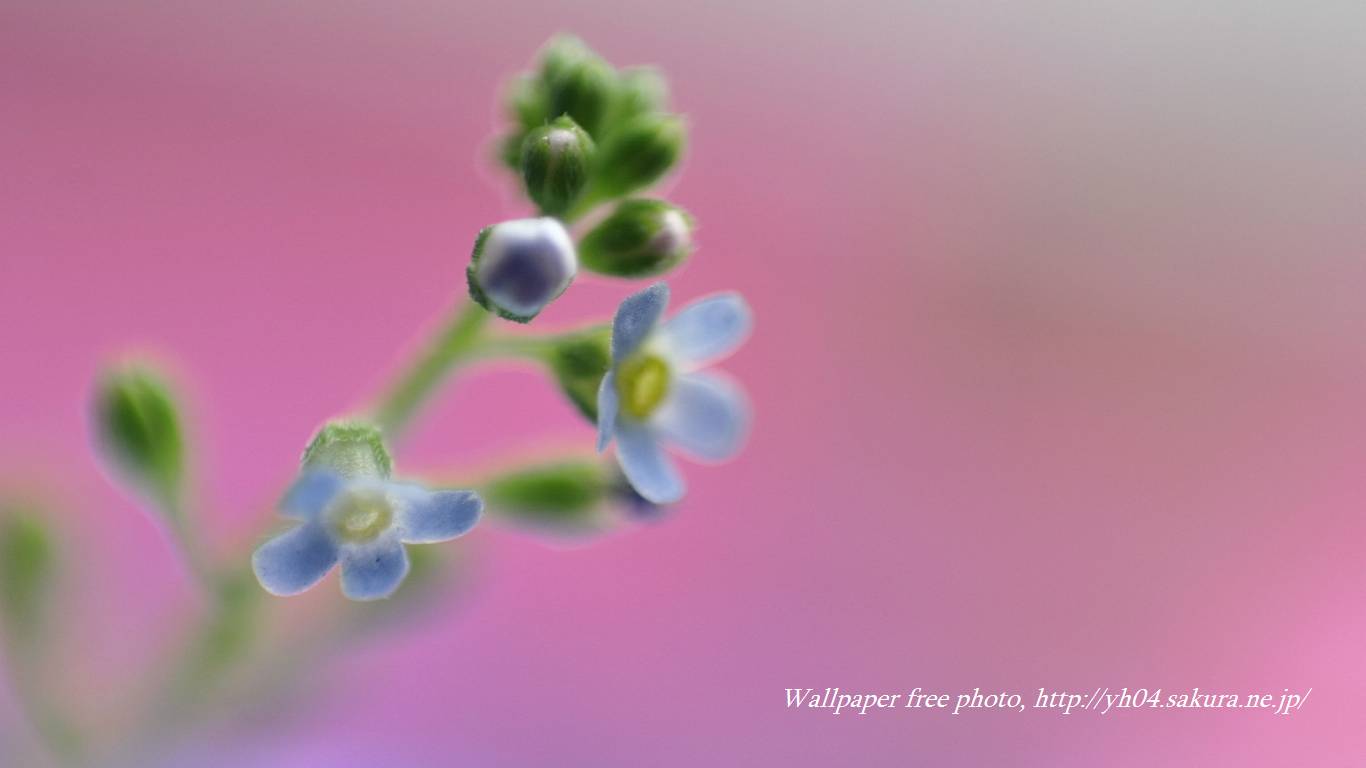 キュウリグサをモチーフしました 「高画質＋高解像度(1366×768)」デスクトップ無料壁紙」