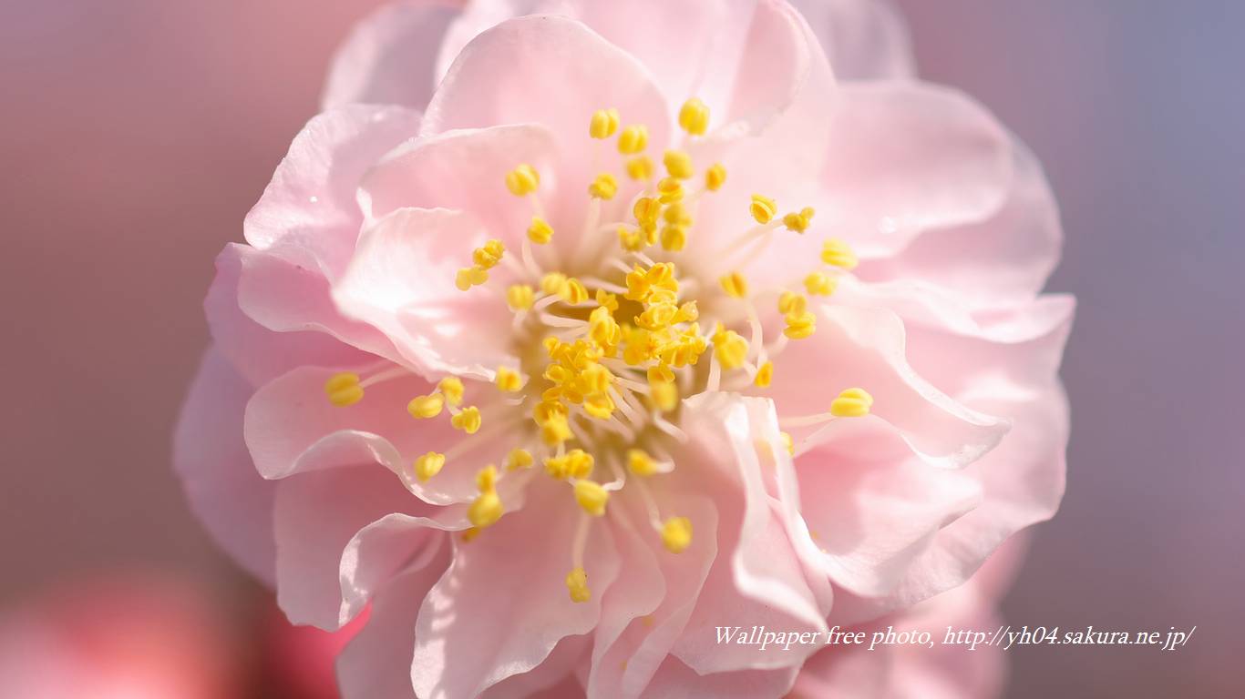 八重咲きの梅の花をモチーフしました 「高画質＋高解像度(1366×768)」デスクトップ無料壁紙」