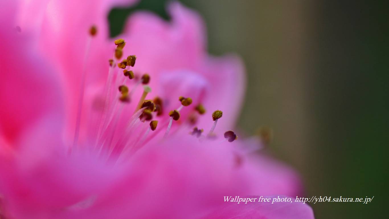 花桃をモチーフしました 「高画質＋高解像度(1366×768)」デスクトップ無料壁紙」