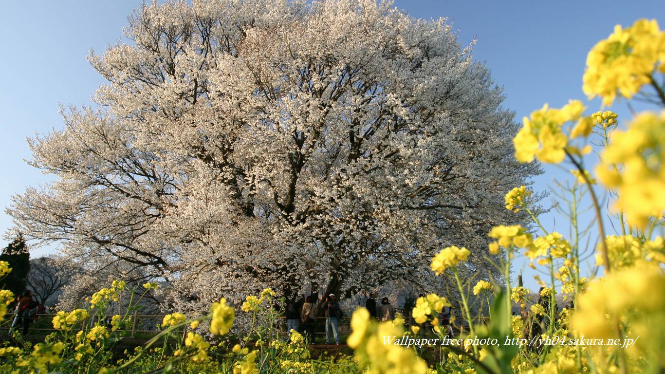 一心行の大桜をモチーフしました 「高画質＋高解像度(1366×768)」デスクトップ無料壁紙」