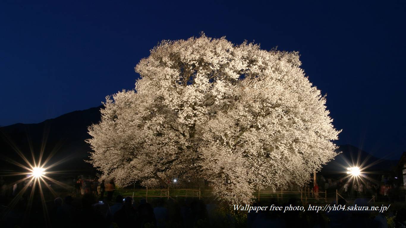 一心行の大桜（ライトアップ）をモチーフしました 「高画質＋高解像度(1366×768)」デスクトップ無料壁紙」