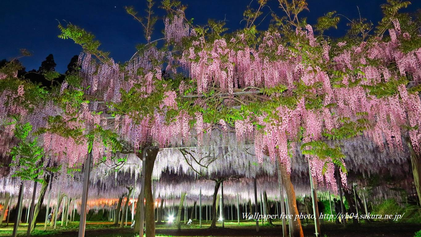 和気公園の藤（ライトアップ）をモチーフしました 「高画質＋高解像度(1366×768)」デスクトップ無料壁紙」