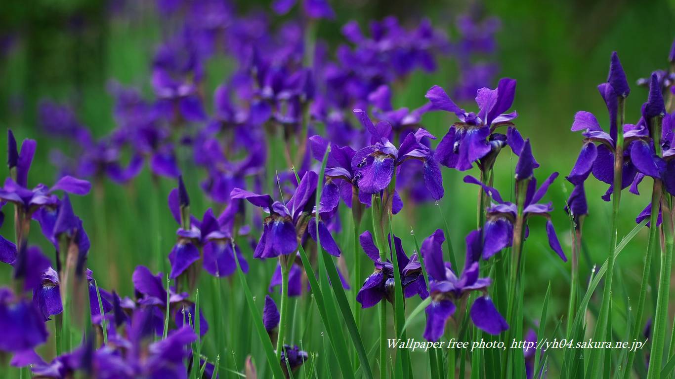 花菖蒲をモチーフしました 「高画質＋高解像度(1366×768)」デスクトップ無料壁紙」