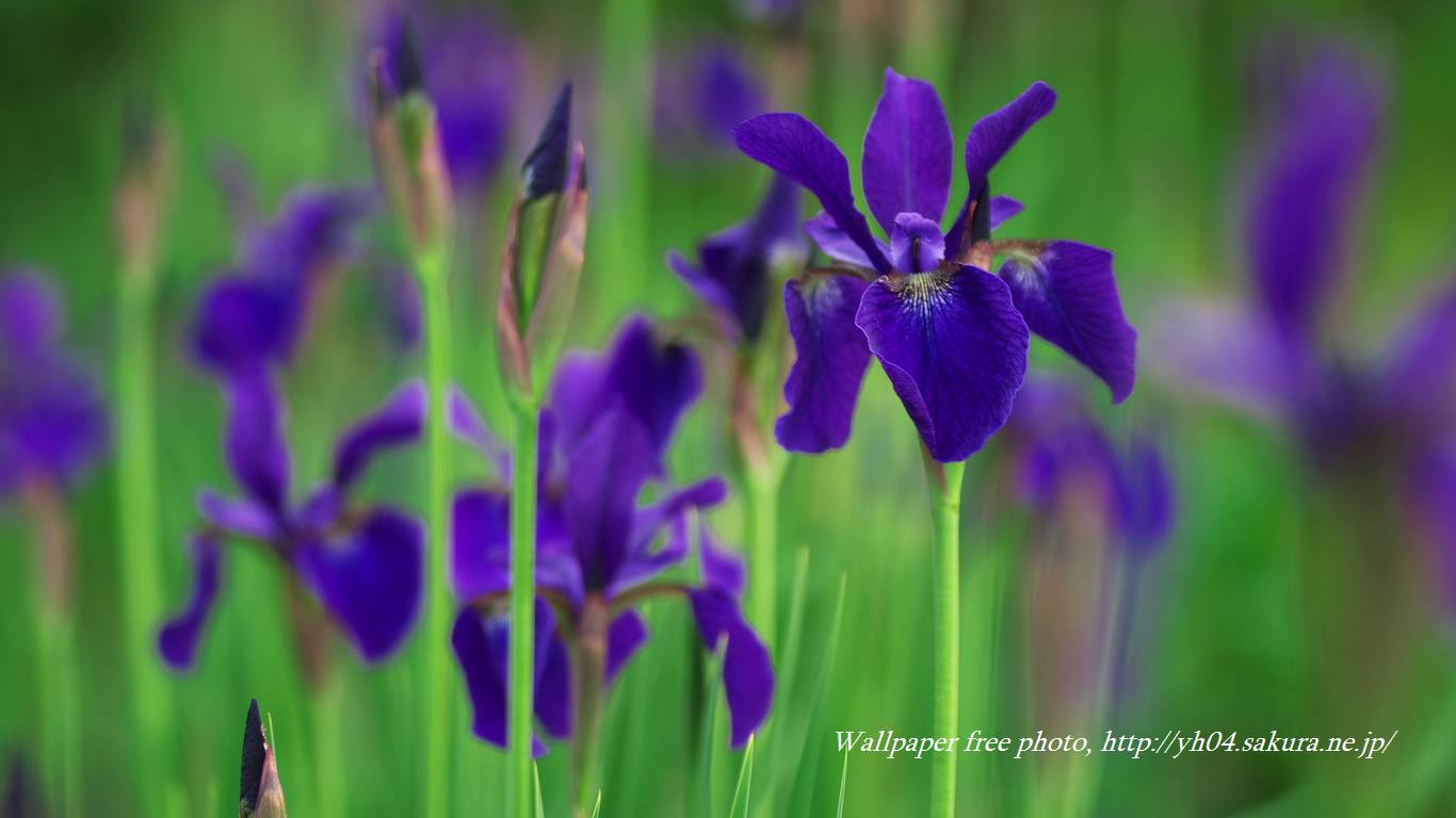 花菖蒲をモチーフしました 「高画質＋高解像度(1366×768)」デスクトップ無料壁紙」