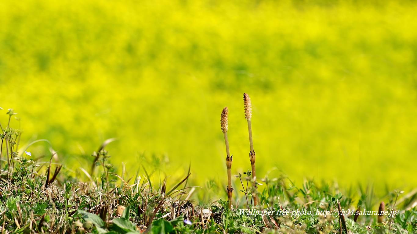 ツクシと菜の花をモチーフしました 「高画質＋高解像度(1366×768)」デスクトップ無料壁紙」