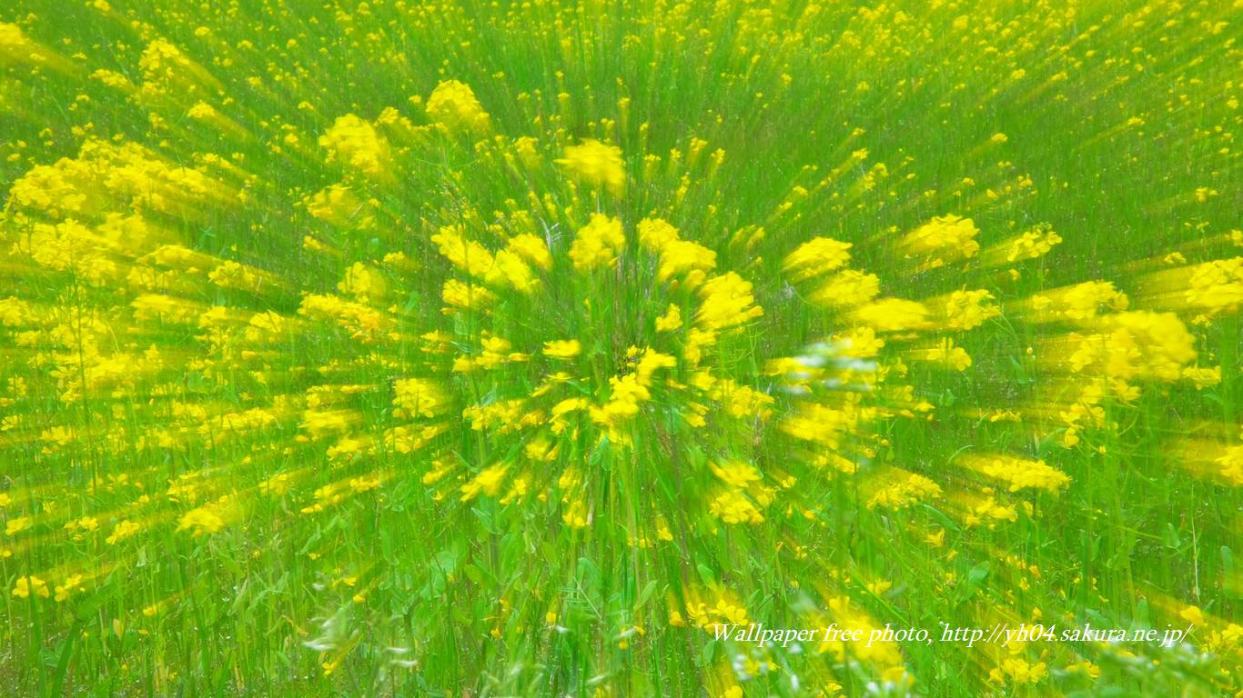 菜の花をモチーフしました 「高画質＋高解像度(1366×768)」デスクトップ無料壁紙」