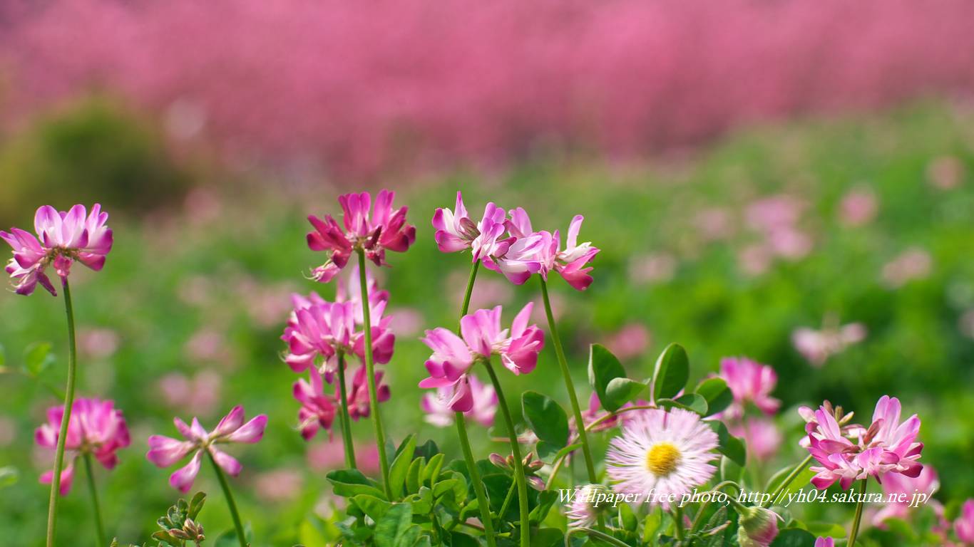 レンゲソウと花桃をモチーフしました 「高画質＋高解像度(1366×768)」デスクトップ無料壁紙」