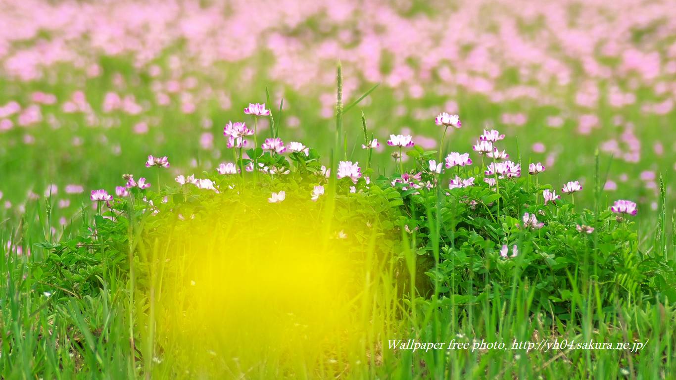 レンゲソウ畑と菜の花をモチーフしました 「高画質＋高解像度(1366×768)」デスクトップ無料壁紙」