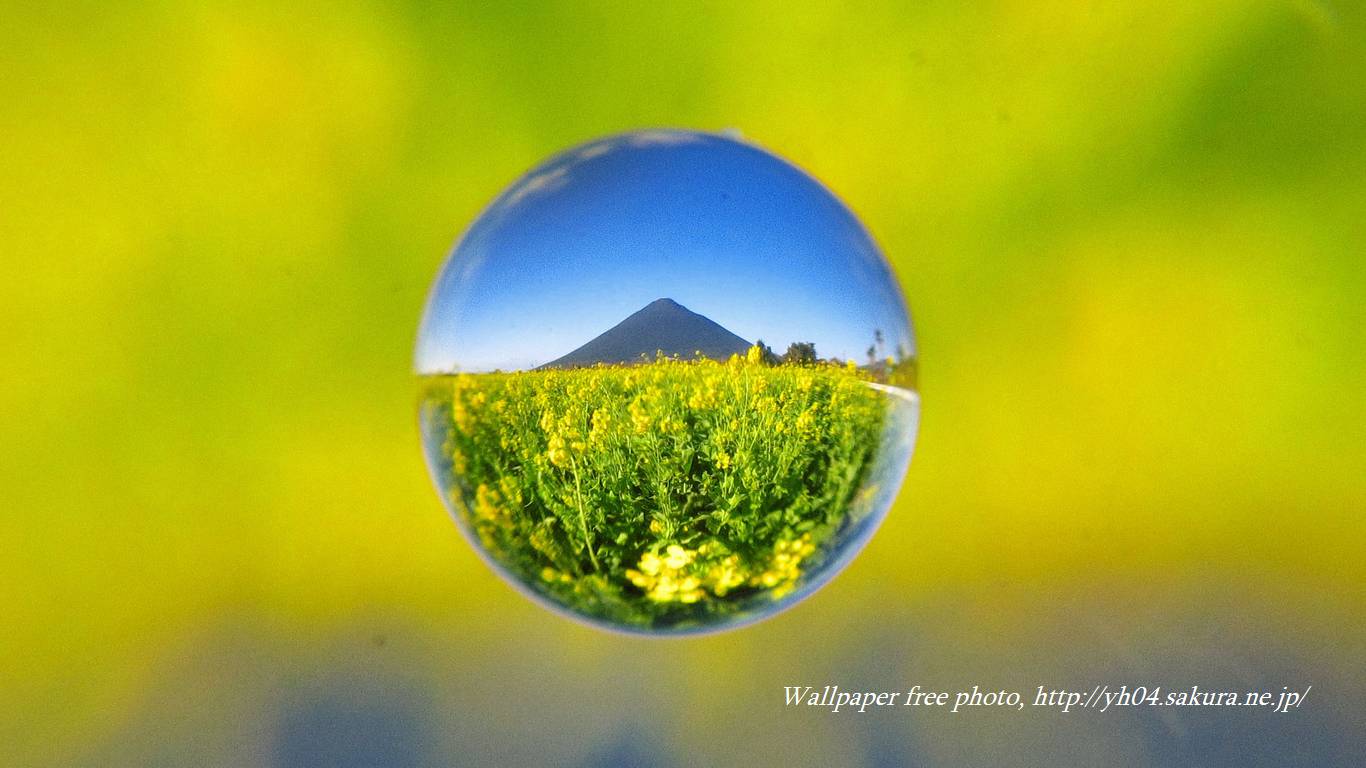 菜の花と開聞岳をモチーフしました 「高画質＋高解像度(1366×768)」デスクトップ無料壁紙」
