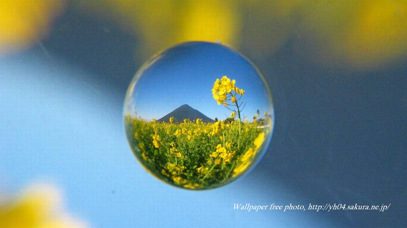 菜の花と開聞岳をモチーフしました 「高画質＋高解像度(1366×768)」デスクトップ無料壁紙」