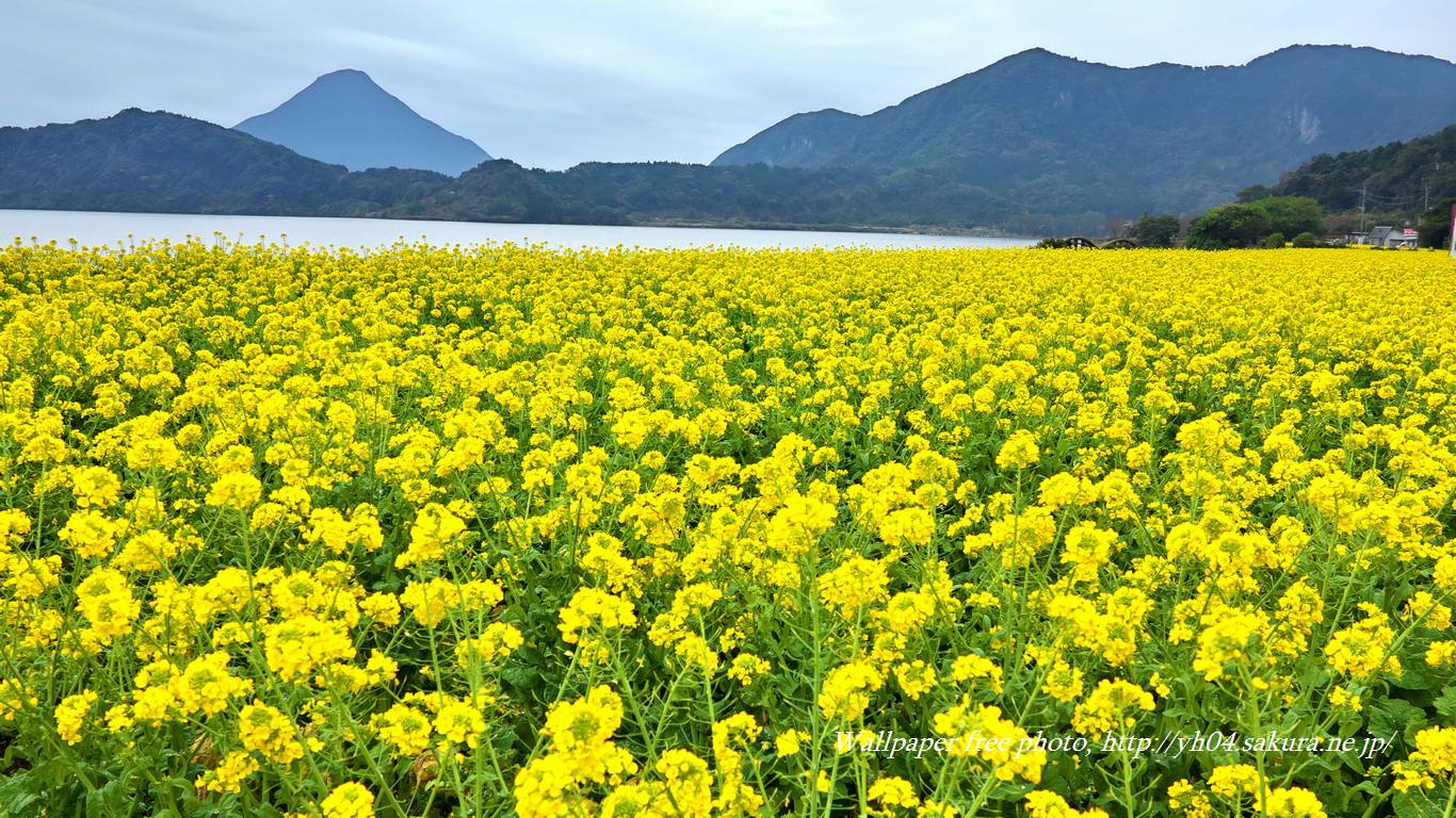 池田湖に咲く菜の花と開聞岳をモチーフしました 「高画質＋高解像度(1366×768)」デスクトップ無料壁紙」