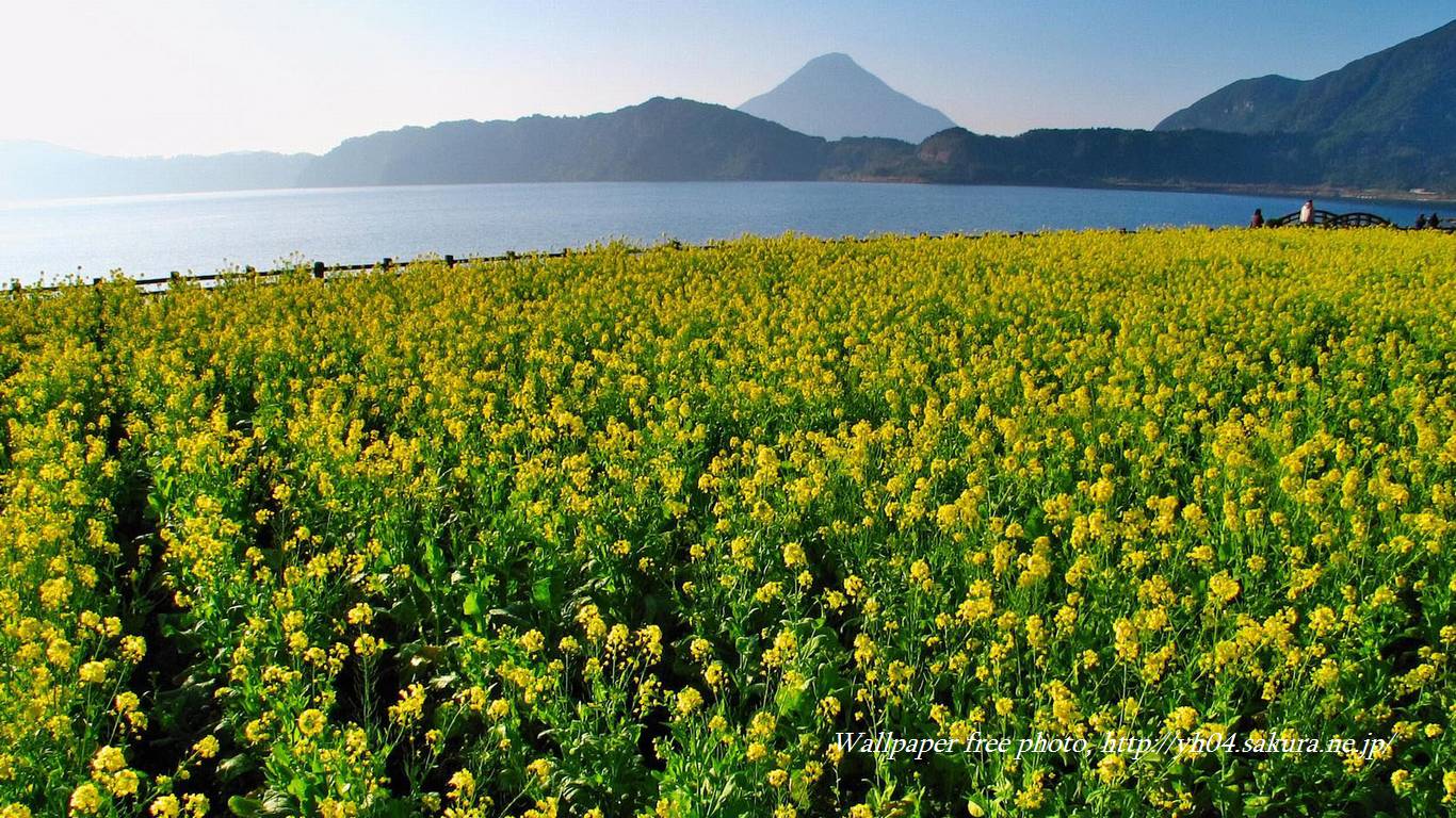 池田湖に咲く菜の花と開聞岳をモチーフしました 「高画質＋高解像度(1366×768)」デスクトップ無料壁紙」