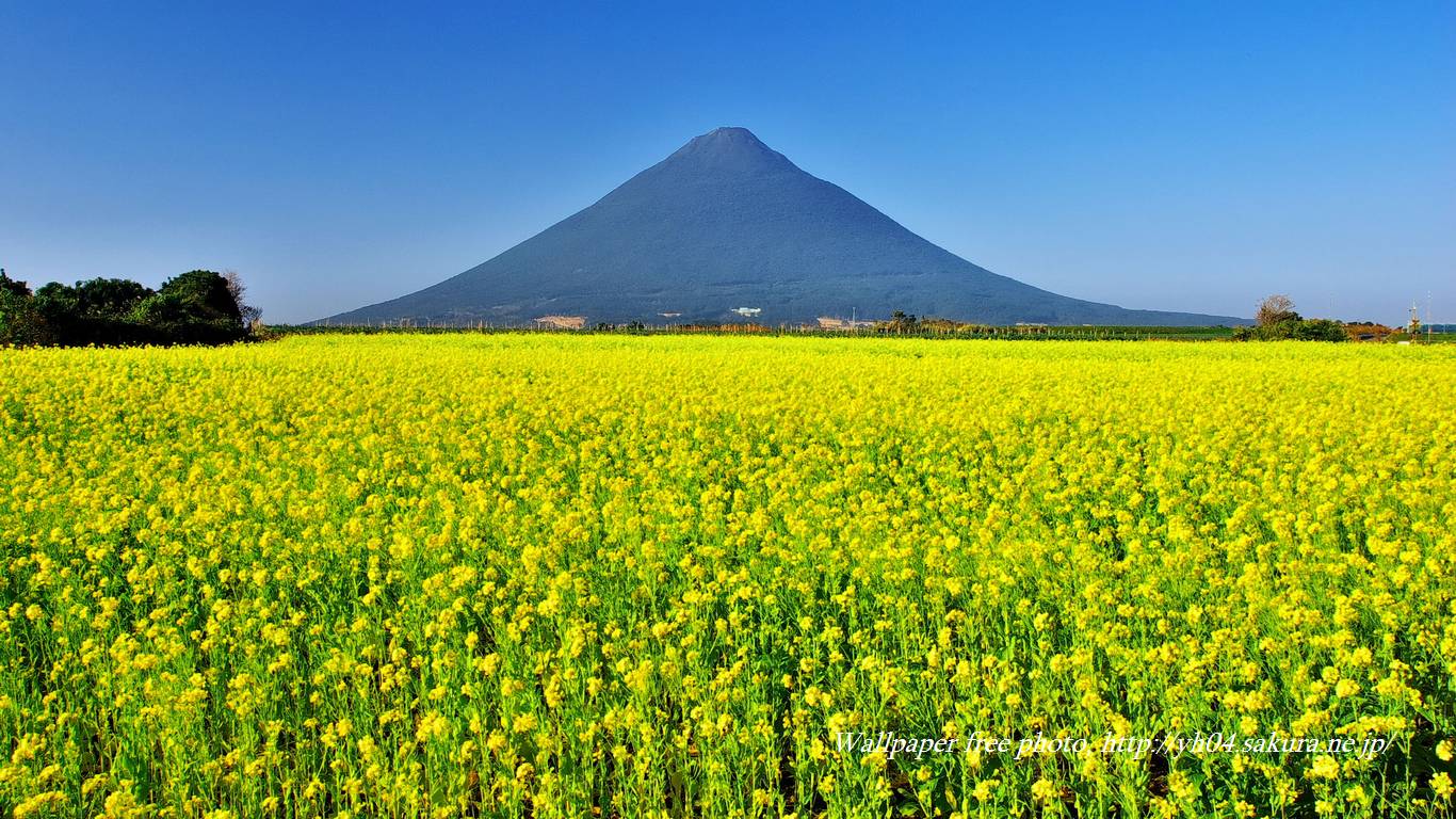 菜の花と薩摩富士をモチーフしました 「高画質＋高解像度(1366×768)」デスクトップ無料壁紙」
