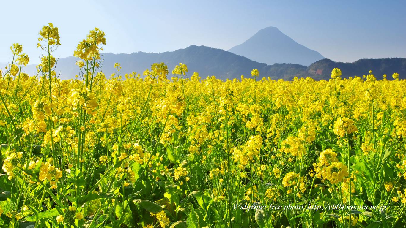 池田湖に咲く菜の花と開聞岳をモチーフしました 「高画質＋高解像度(1366×768)」デスクトップ無料壁紙」
