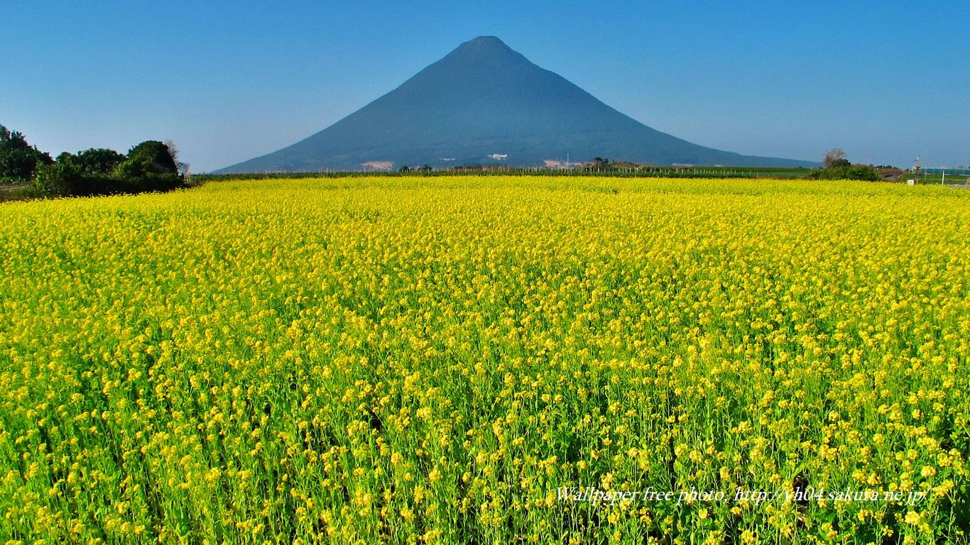 菜の花畑と開聞岳（薩摩富士）をモチーフしました 「高画質＋高解像度(1366×768)」デスクトップ無料壁紙」
