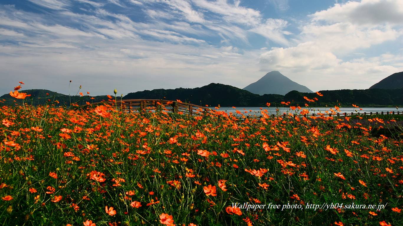 池田湖のキバナコスモスと開聞岳をモチーフしました 「高画質＋高解像度(1366×768)」デスクトップ無料壁紙」
