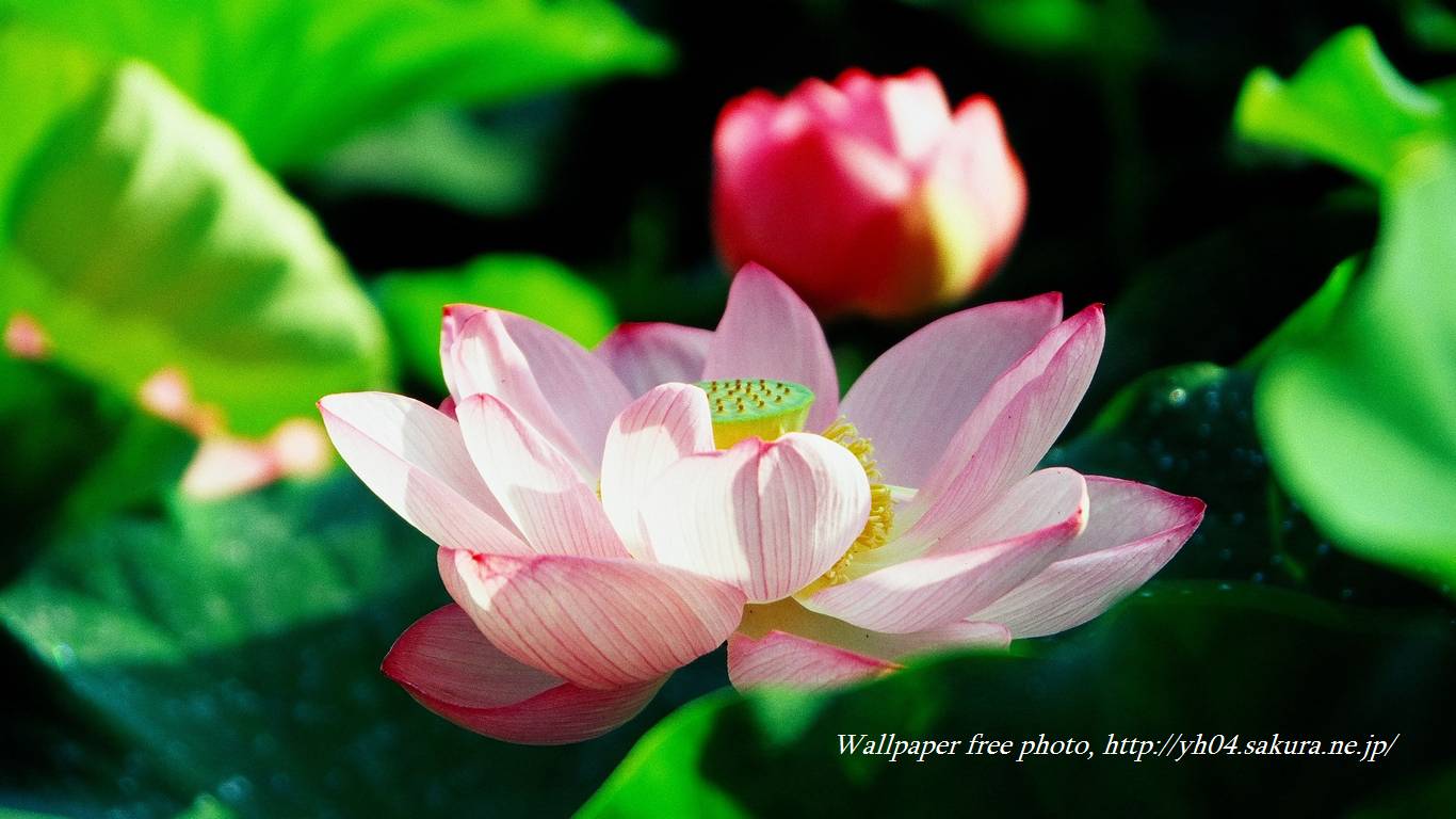 蓮の花をモチーフしました 「高画質＋高解像度(1366×768)」デスクトップ無料壁紙」