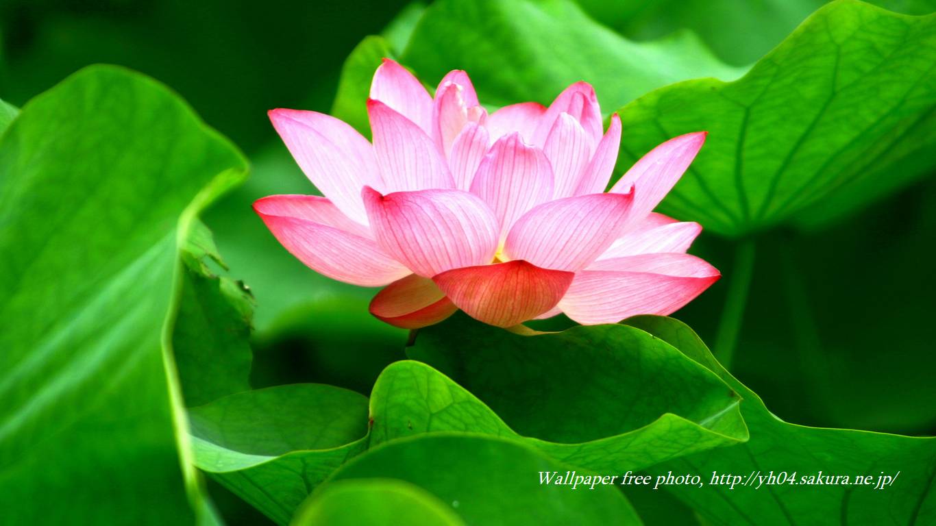 蓮の花をモチーフしました 「高画質＋高解像度(1366×768)」デスクトップ無料壁紙」