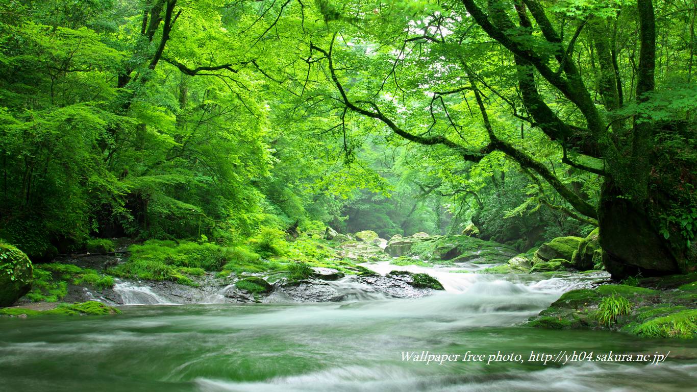 新緑の菊池渓谷をモチーフしました 「高画質＋高解像度(1366×768)」デスクトップ無料壁紙」